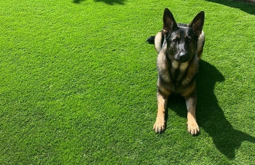 Fake grass clearance for puppies